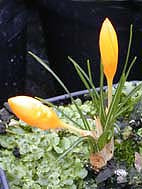 CROCUS FLAVUS subsp.FLAVUS JCA 344.610