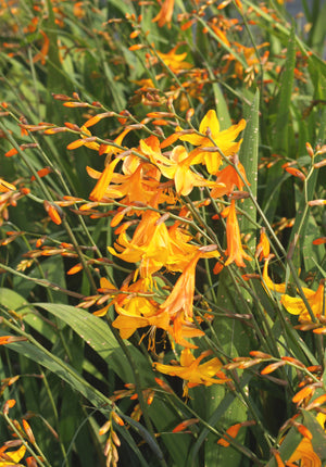 CROCOSMIA 'GOLDEN DEW'