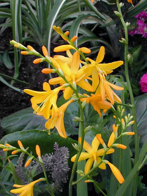CROCOSMIA 'GOLDEN GLORY'