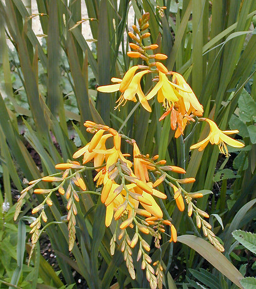 CROCOSMIA 'GERBE D'OR'