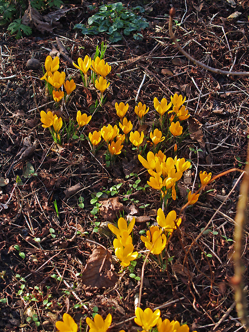CROCUS x LUTEUS 'GOLDEN YELLOW'