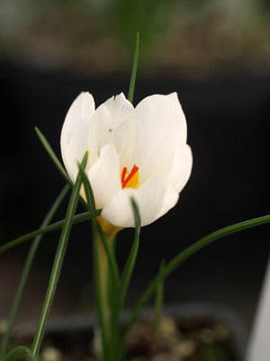 CROCUS HADRIATICUS