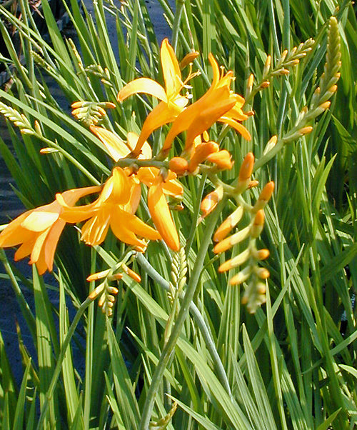 CROCOSMIA 'JENNY BLOOM'