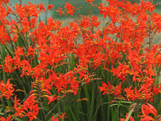 CROCOSMIA 'LANA DE SAVARY'