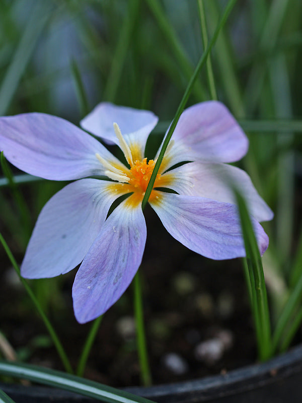 CROCUS LAEVIGATUS