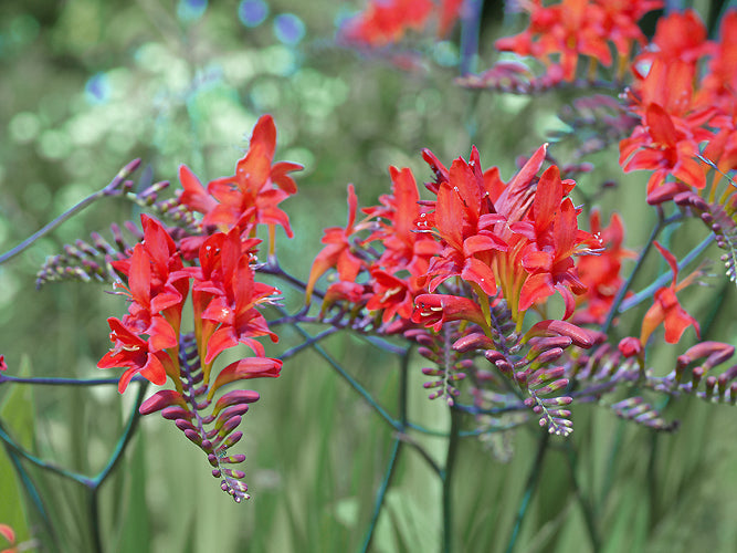 CROCOSMIA 'LUCIFER'