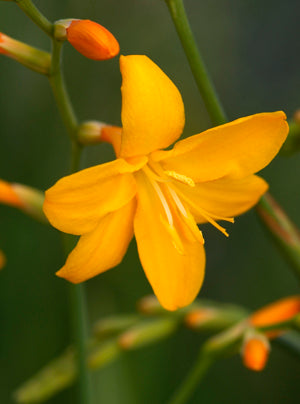 CROCOSMIA MASONIORUM 'AFRICAN DAWN'