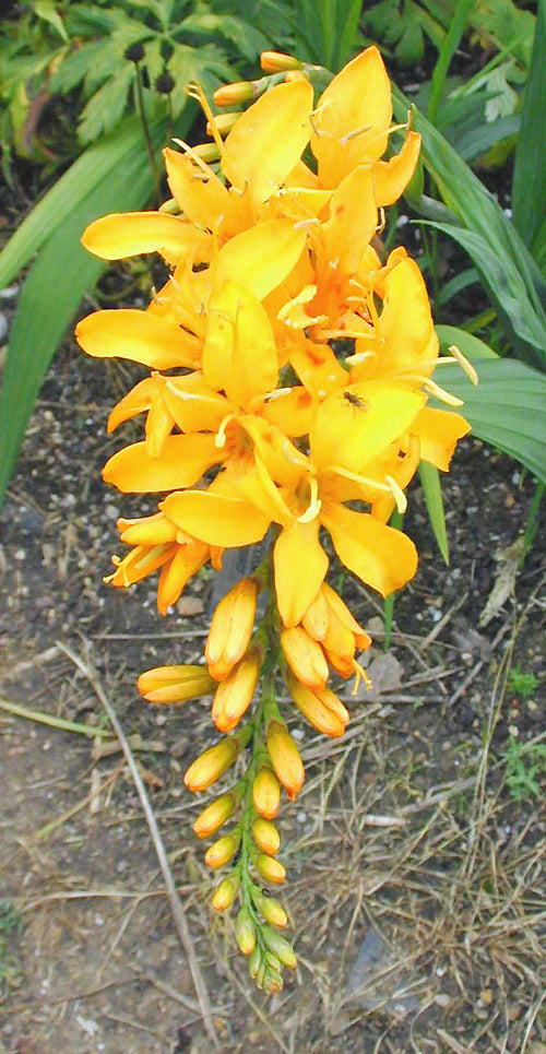 CROCOSMIA 'MORNING LIGHT'