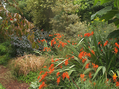 CROCOSMIA MASONIORUM