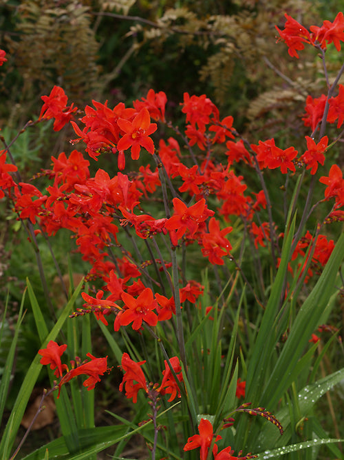 CROCOSMIA 'MEX'