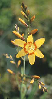 CROCOSMIA 'NIMBUS'