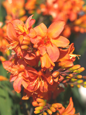 CROCOSMIA 'OKAVANGO'