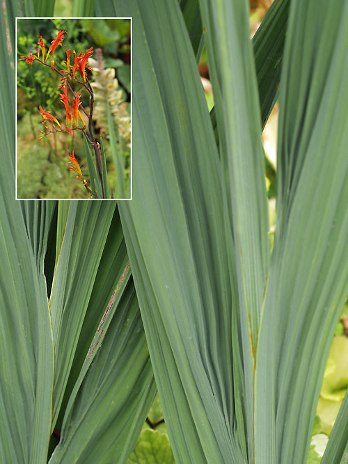 CROCOSMIA PANICULATA 'CALLY GREYLEAF'