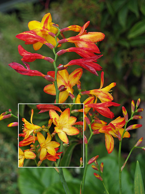 CROCOSMIA 'PEPPER'