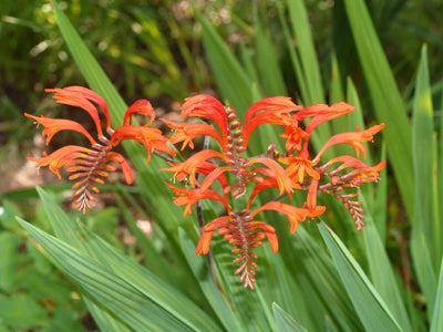 CROCOSMIA PANICULATA