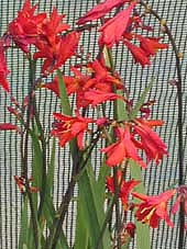 CROCOSMIA 'RED KNIGHT'