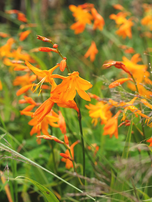 CROCOSMIA 'STAR OF THE EAST'