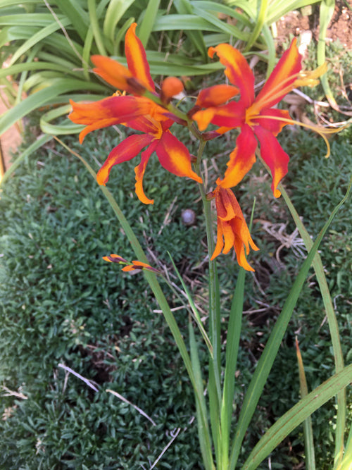 CROCOSMIA 'SPLASH OF CLARET'