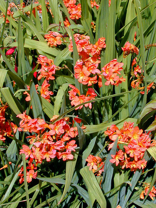 CROCOSMIA 'SEVERN SUNRISE'