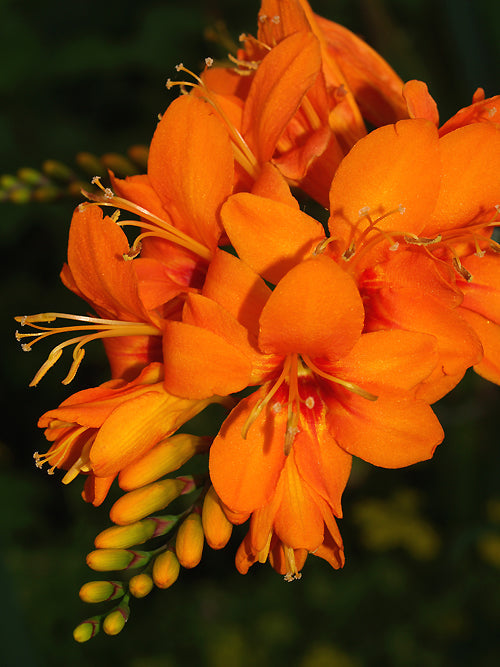 CROCOSMIA 'SALSA'