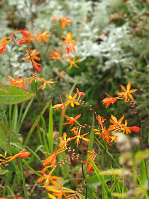 CROCOSMIA reflexed petals
