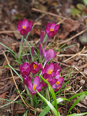 CROCUS TOMMASINIANUS BURGUNDY