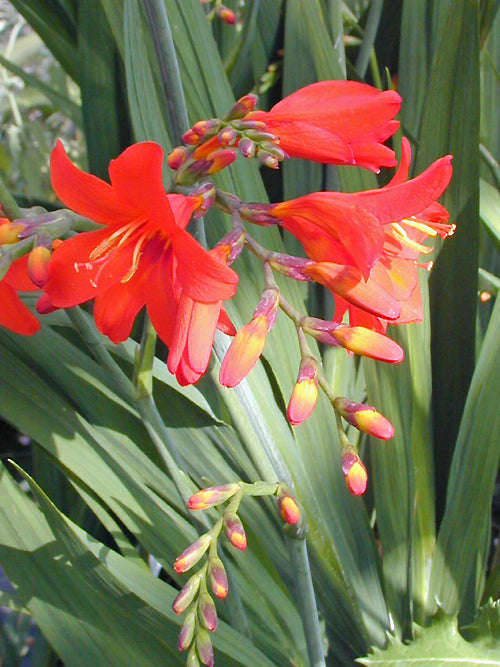 CROCOSMIA 'WALBERTON RED'