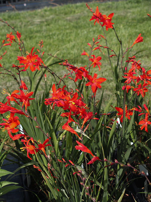 CROCOSMIA 'ZEAL TAN'