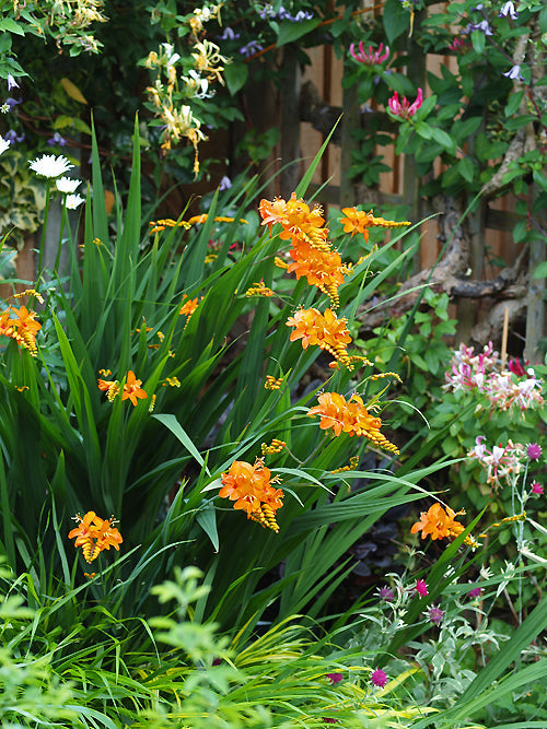 CROCOSMIA 'ZAMBESI'