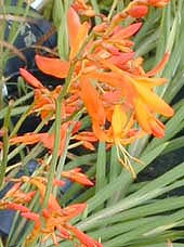 CROCOSMIA x SUPERBA