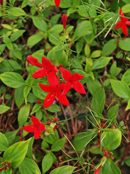 CRUSEA COCCINEA