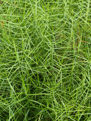 CAREX MUSKINGUMENSIS 'LITTLE MIDGE'