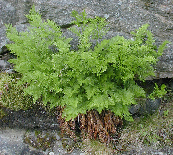 CRYPTOGRAMMA CRISPA