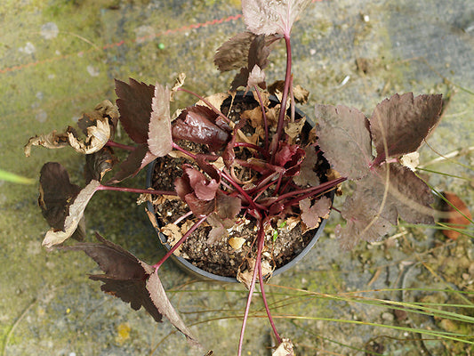 CRYPTOTAENIA JAPONICA f.ATROPURPUREA