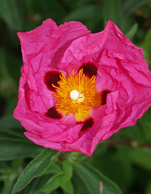 CISTUS x PURPUREUS