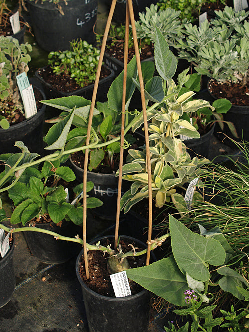 CUCURBITA FOETIDISSIMA