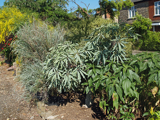 CUSSONIA PANICULATA