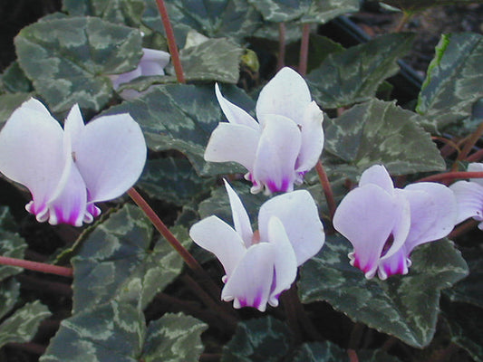 CYCLAMEN HEDERIFOLIUM ex SL 175/1