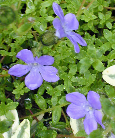 CYANANTHUS INTEGER 'SHERRIFF'S VARIETY'