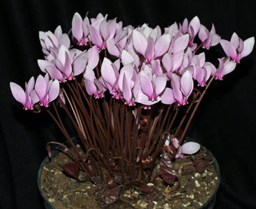 CYCLAMEN AFRICANUM