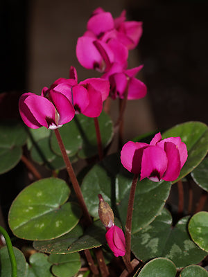 CYCLAMEN COUM 'MEADEN'S CRIMSON'