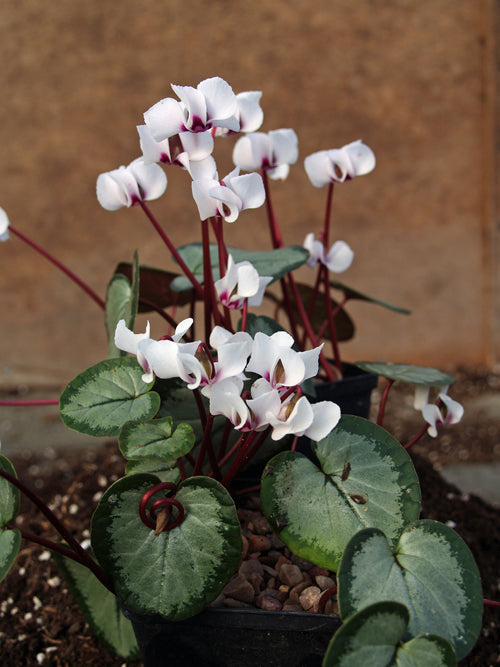 CYCLAMEN COUM f.COUM 'MAURICE DRYDEN'