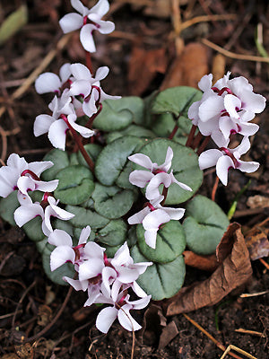 CYCLAMEN COUM 'SILVER LEAF'
