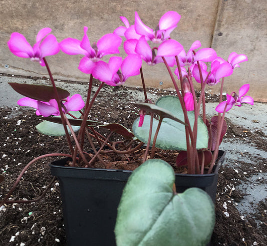 CYCLAMEN COUM 'TILEBARN ELIZABETH'