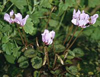 CYCLAMEN CILICIUM