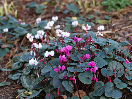 CYCLAMEN COUM