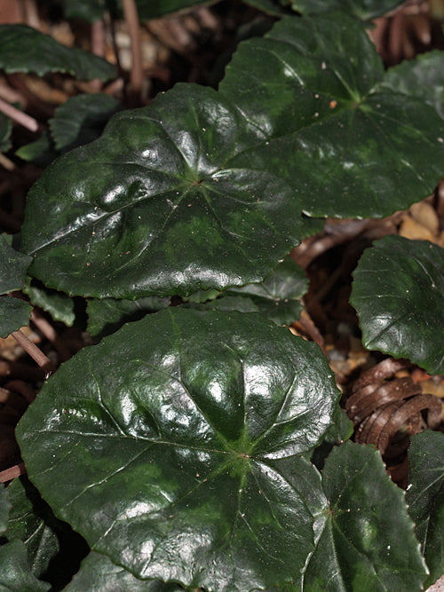 CYCLAMEN HEDERIFOLIUM var.CONFUSUM from red form