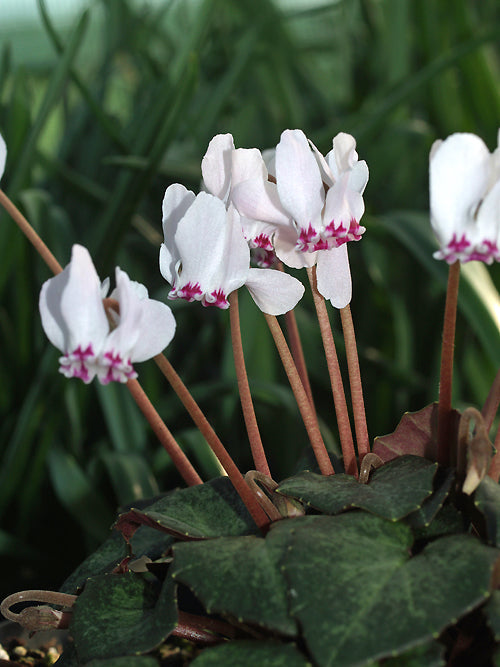 CYCLAMEN CYPRIUM