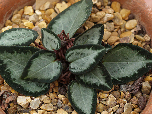 CYCLAMEN GRAECUM subsp.CANDIDUM