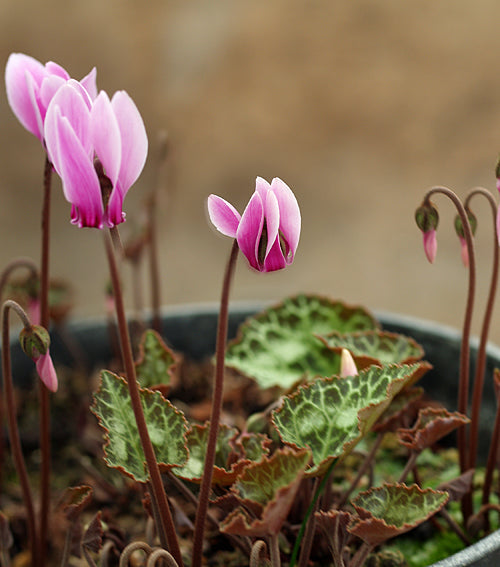 CYCLAMEN GRAECUM MS 772